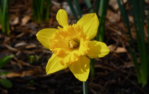 Daffy with malformed petal