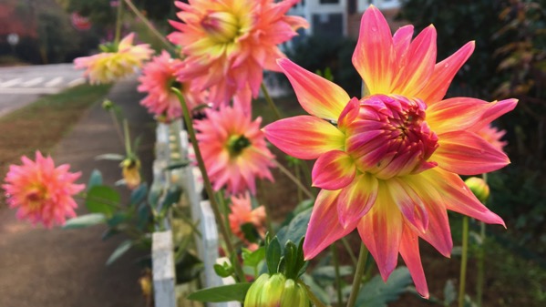 Dahlias on fence