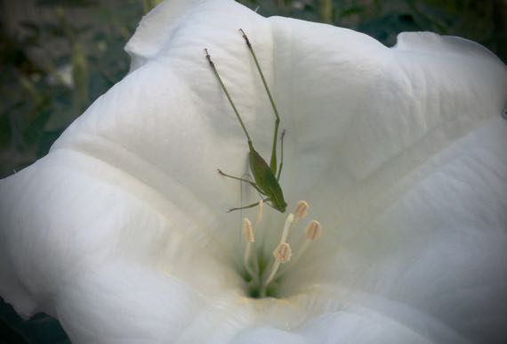 Datura occupied