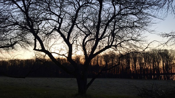 Dawn frost