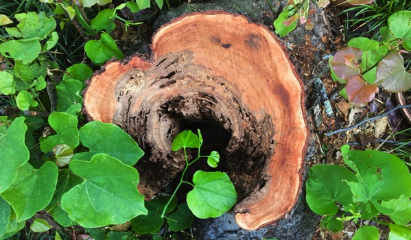 Dogwood stump