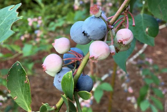 Domesticated blueberries