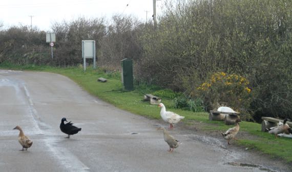 Ducks on road