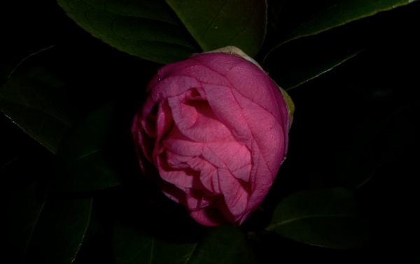 Earliest pink camellia