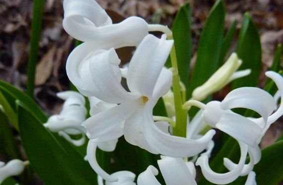 Early march white maybe hyacinth