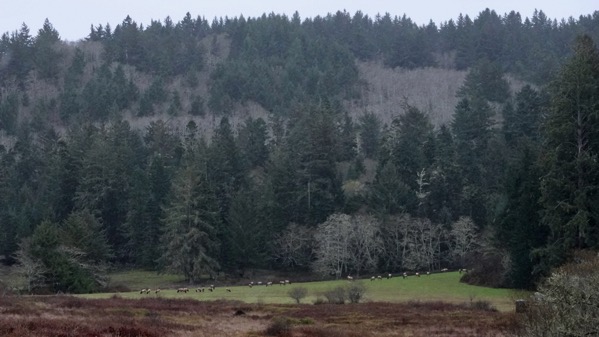 Elk herd grazing