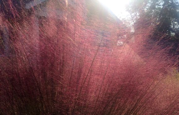 Fall grass backlit