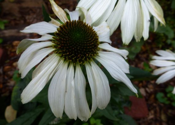 Fall white is it a mum
