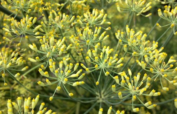 Fennel abloom