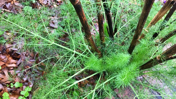 Fennel sprouts