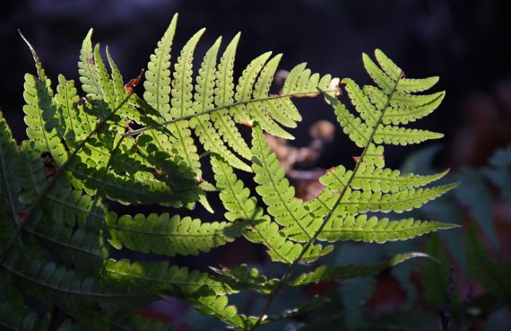 Fern backlit on mtn