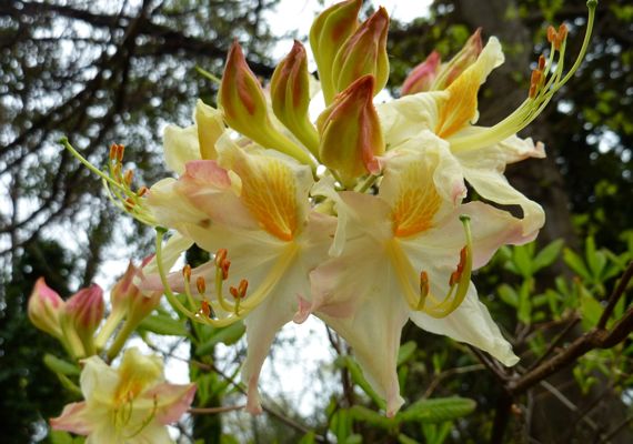 Flame azalea orangy PiedPk 2011 mar