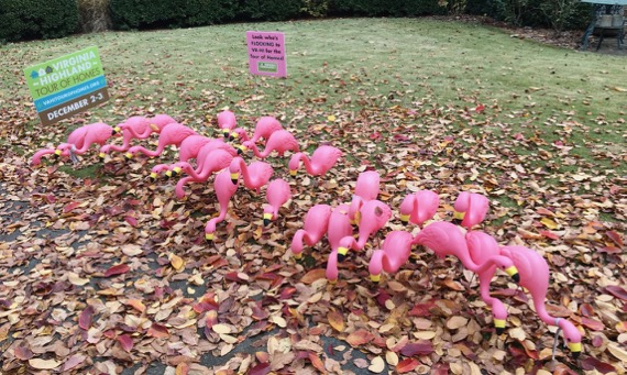 Flamingo crowd