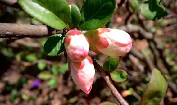 Flowering quince buds