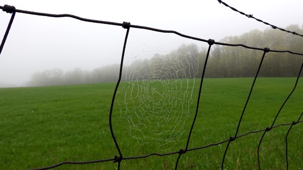 Foggy morn spiderweb