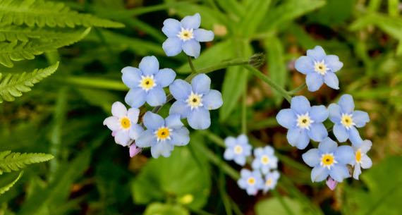 Forgetmenot cluster