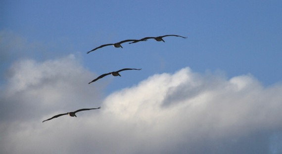 Four pelicans