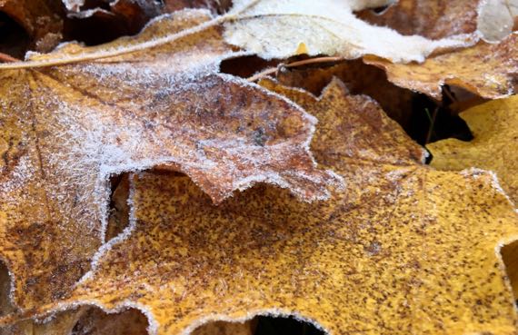 Frosted leaves CU