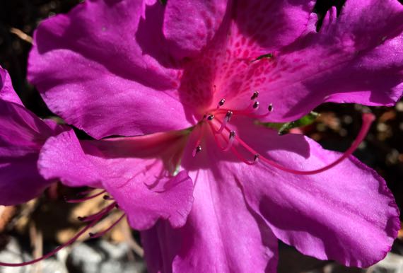 Fuchsia azalea