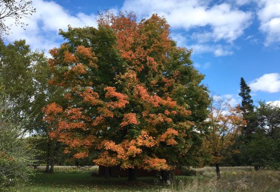 Full autumn maple