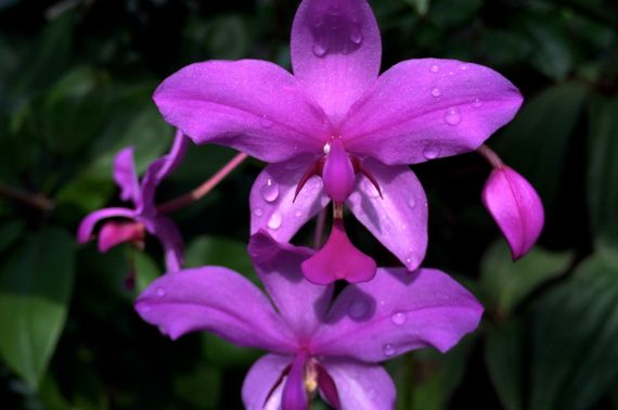 Fuscia orchids