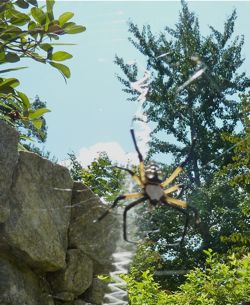 garden_spider_out_of_focus.jpg