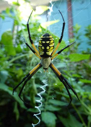 garden_spider_posing.jpg