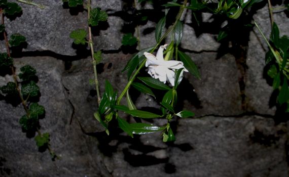 Gardenia minature wall