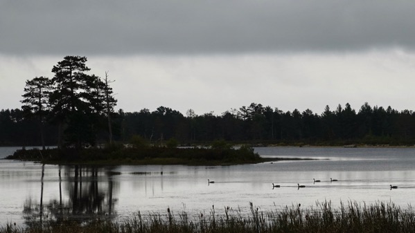 Geese grey refuge