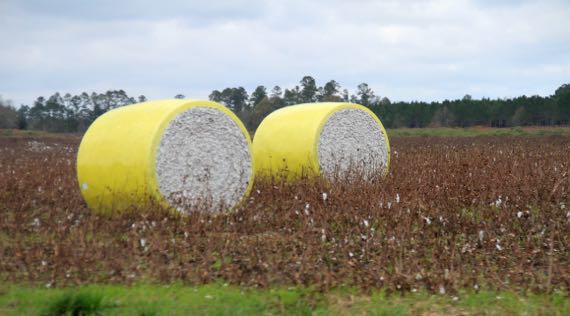 Giant cotton bales