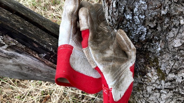 Gloves apple tree