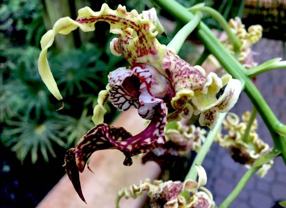 Gnarly orchid