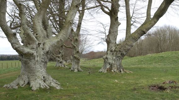 Gnarly trees king barrows