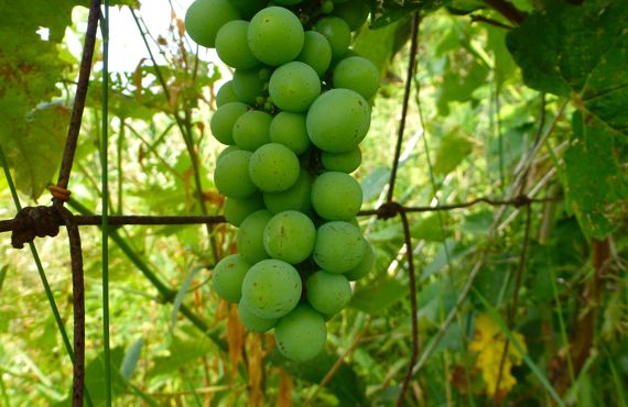 Grapes concord still green