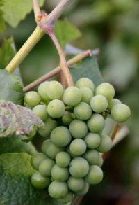 Grapes green on vine Champagne