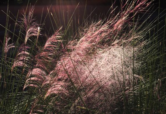 Grasses in seed backlit