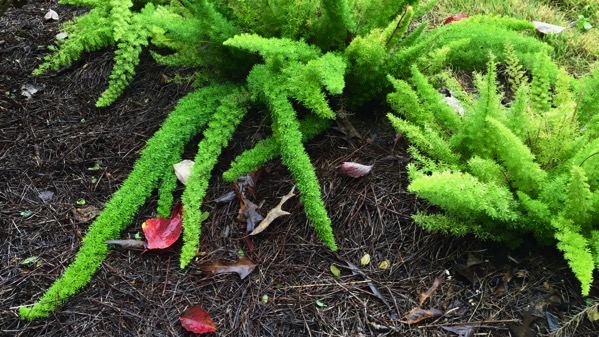 Green armed plant