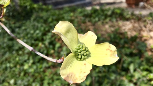 Green dogwood blossom