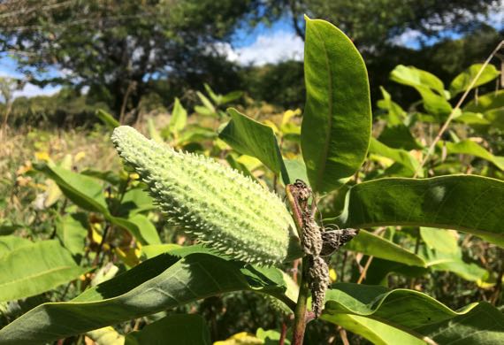 Green milkweed pod