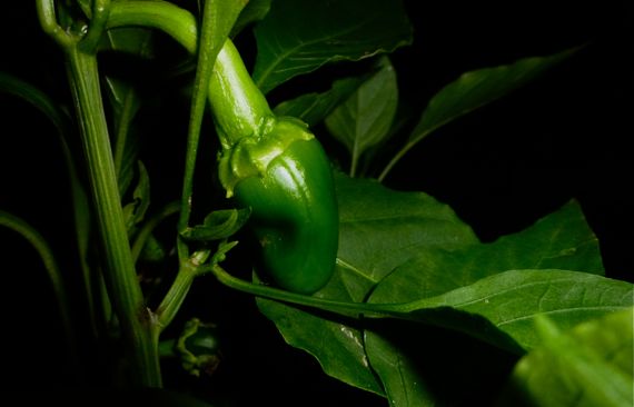 Green pepper coming on 2011
