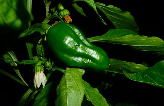 Green pepper plus pepper bloom