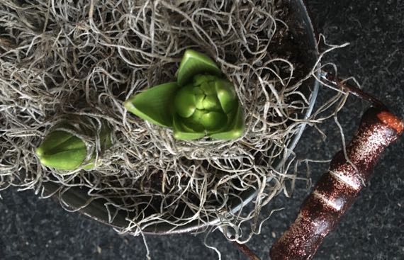 Greening hyacinths