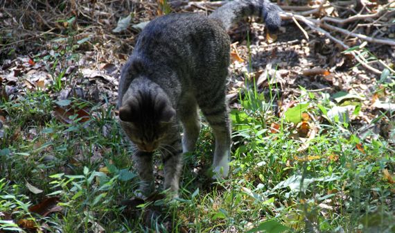 Grey tiger toying chipmunk