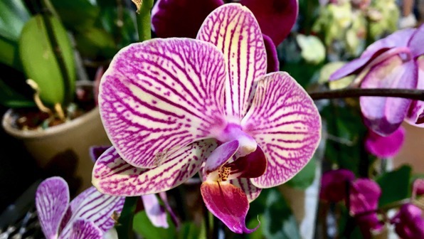 Groc orchid