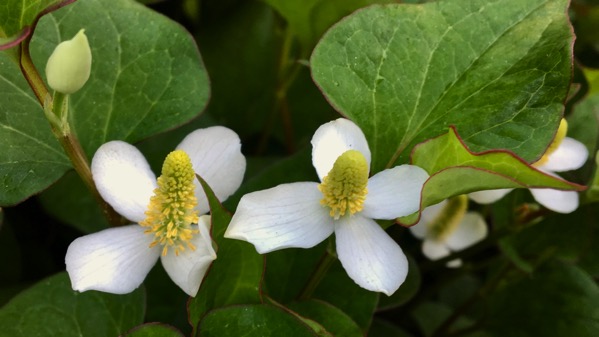 Groundcover flower