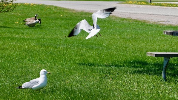 Gulls n geese