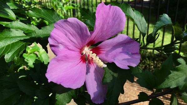 Hibiscus lavender