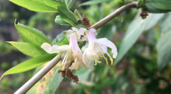 Honeysuckle shrub blooms