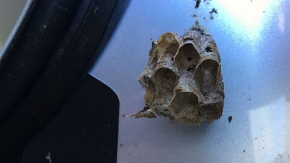 Hornets nest small