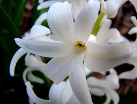 hyacinth_white_fly.jpg